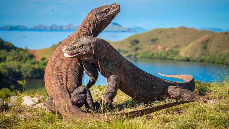 komodo dragon